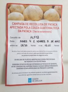 RECOGIDA DE LA PATATA AFECTADA POR LA COUZA GUATEMALTECA