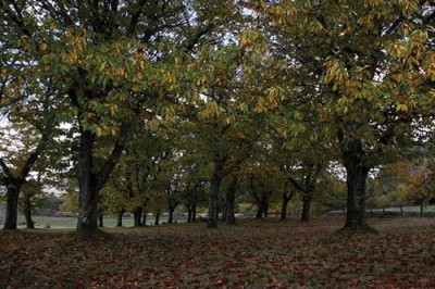 AYUDAS PARA LA PLANTACI&Oacute;N DE CASTA&Ntilde;OS
