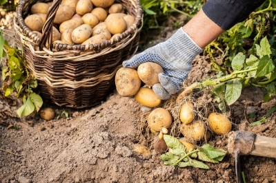 ALFOZ, ZONA TAMPÓN DE PLANTACIÓN DE PATACA. Comunicar parcelas plantadas antes do 1 de abril na Oficina Agraria Comarcal ou a través da sede electrónica da Xunta.